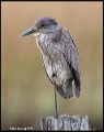 _9SB9670 juvenile black-crowned night-heron